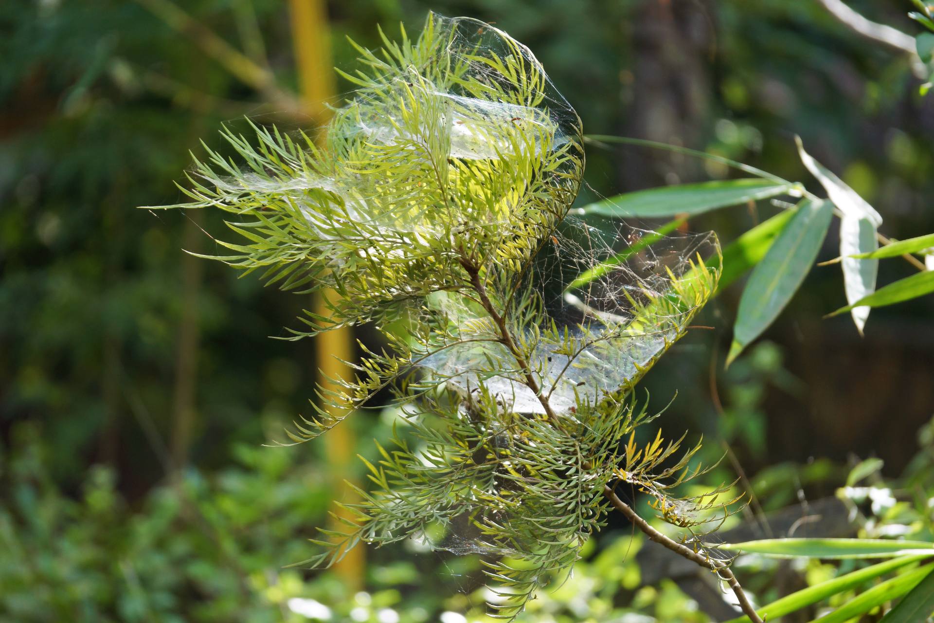 Tageswanderung durch die Umgebung von Nyaung Shwe